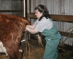 Veterinarian checking cow