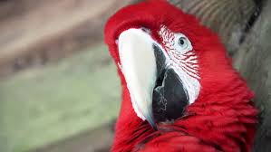 Image result for macaw parrot hd