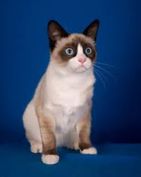 Résultat de recherche d'images pour "snowshoe cat"