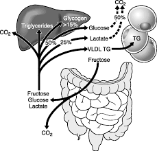 Image result for fructose pathway