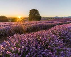 Lavender fields in Tasmania的圖片