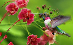 Resultado de imagem para abelha na flor e borboleta