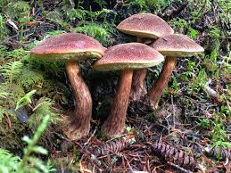 Image result for bolete mushrooms