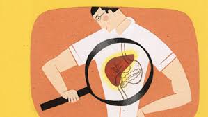 Αποτέλεσμα εικόνας για liver