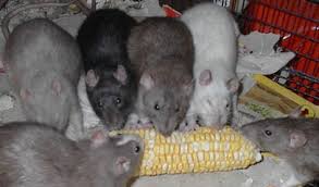 Image result for rats