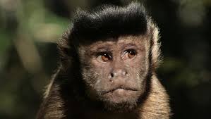 Jalees Rehman writes: When we observe an interaction between two other human beings (Person A and Person B), we sometimes draw conclusions about the ... - tufted-capuchin-monkey