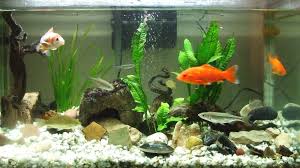 Resultado de imagen para peces pequeños en pecera