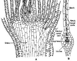 Image of Archegonia in Funaria