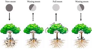 Sijanje i razmnožavanje