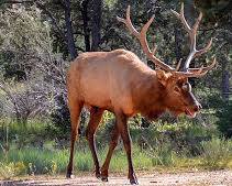 elk in the Grand Canyon