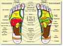 Comprendre Pieds douloureux : Guide Os, Articulation, Muscle