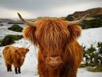 Heartland Highland Cattle Association - Classifieds