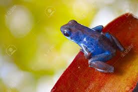 Image result for a red leaved jungle