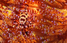 Image result for free camouflage sea animals