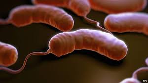 Image result for cholera