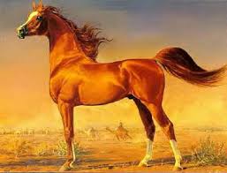 Image result for arabian horses