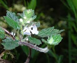 Image result for Ajuga lobata