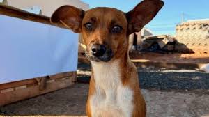 Caminhoneiro gente-fina aprende marcenaria sozinho e constrói mais de 1,7 mil casinhas para animais de rua em SP