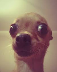 images?q=tbn:ANd9GcRzBmeQqCRWXCzdd8CiCEyUX9s1S8cJe9XycEu6nUcLjrXi4S0E