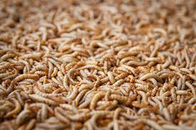 Résultat de recherche d'images pour "vers de farine"