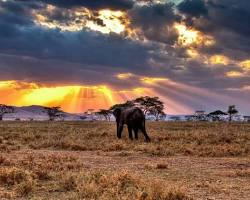 Image of Serengeti, Tanzania