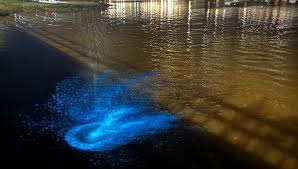 ¡Luces en el Mar! Bioluminiscencia ilumina la costa de Maldonado
