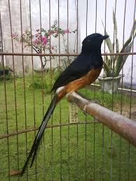 Hasil gambar untuk murai batu