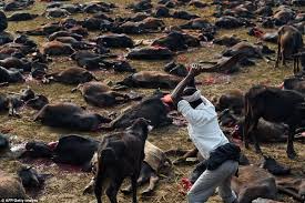 Image result for nepal buffalo kill