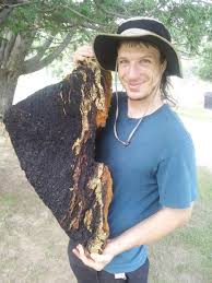 Image result for chaga mushroom images