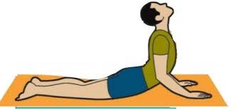 Image result for bhujangasana