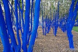 Résultat de recherche d'images pour "blue trees"
