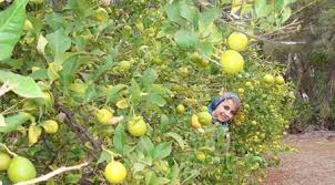 نتیجه تصویری برای شبنم فرشادجو