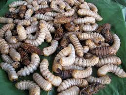 Image result for nagaland images