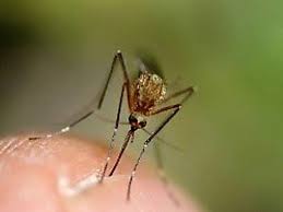 Breaking News: Toronto's First West Nile Positive Mosquito of the Year Discovered - Key Details Revealed! - 5