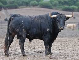 Resultado de imagen de valencia define sus ganaderias fallas 2016