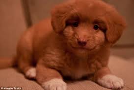 Angelic little pup: Morgan Taylor takes Denver into the forest. The Nova Scotia Duck Tolling Retriever close up looking lovable - article-0-1450AB3E000005DC-302_634x428