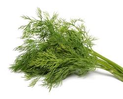 Dill herb