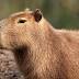 Capybara