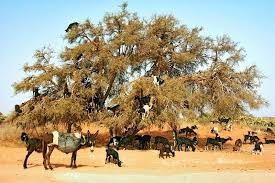 Image result for goat tree