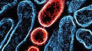 Doença Nipah: Risco para o Brasil no Carnaval? O que você precisa saber