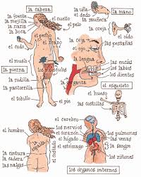 Resultado de imagen para cuerpo humano