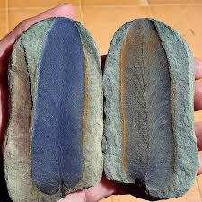 Cuneatopteris adiantoides (Schlotheim 1820) Potonié 1907 Seed Fern Carboniferous / Mississippian / Serpukhovian (Namurian A) Poland / Walbrzych https://www.paleontology.cz/clanky/cuneatopteris-adiantoides.html | Facebook