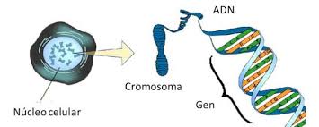 Resultado de imagen para imagenes de genes