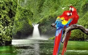 Image result for macaw parrot hd