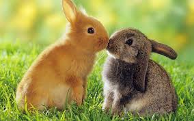 Image result for RABBIT