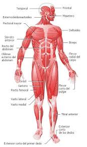 Resultado de imagen para cuerpo humano