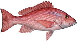 Resultado de imagen para LA PESCA Del pargo rojo