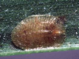 Résultat de recherche d'images pour "scale insects"