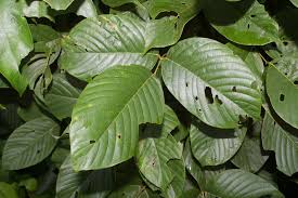 Image result for Macropsychanthus comosus