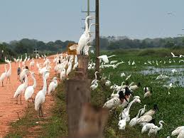 Resultado de imagem para pantanal matogrossense